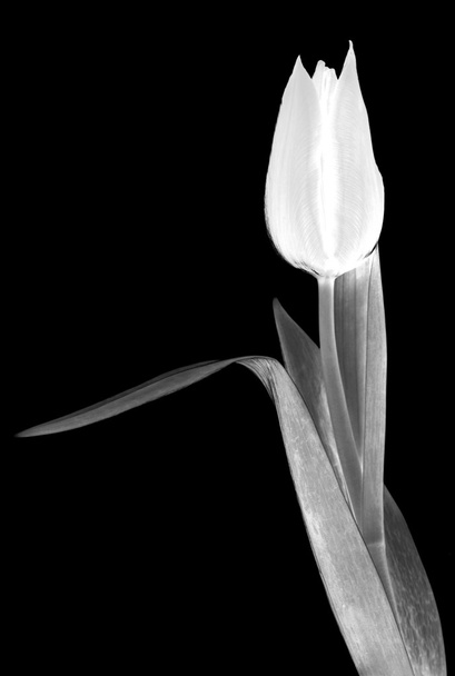 photogram of single tulip flower - Foto, Imagem