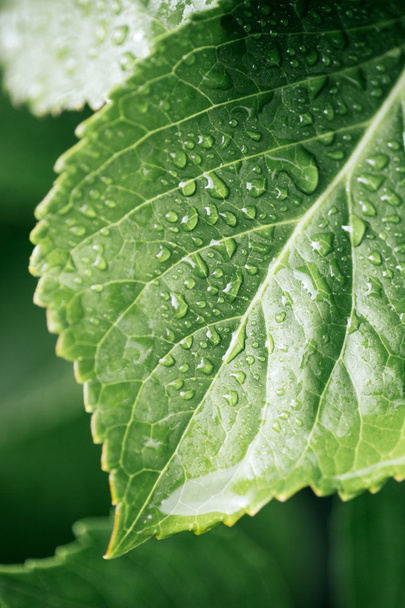 Green leaf in garden - Photo, image