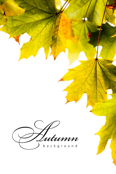 Hojas de arce de fondo de otoño
 - Foto, Imagen