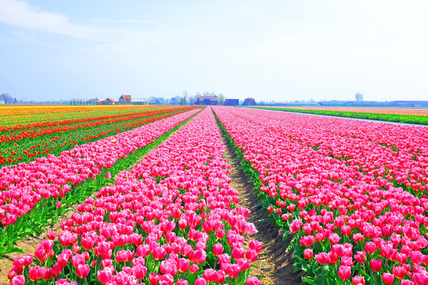 Beautiful blossoming tulip fields in the countryside from the Ne - Photo, Image