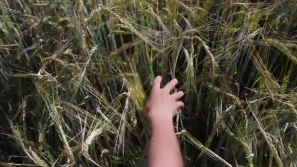 mão tocando trigo no dia de verão - Filmagem, Vídeo