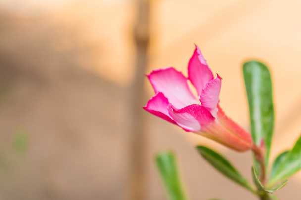 Rosafarbene Blumen blühen - Foto, Bild