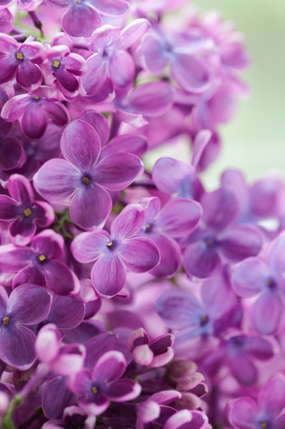 Цветущие лиловые фиолетовые цветы закрываются
 - Фото, изображение
