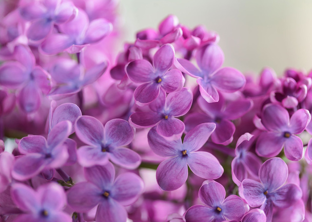 Λιλά, μοβ λουλούδια στα λουλούδια - Φωτογραφία, εικόνα