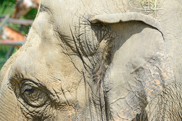 asian elephant head close up - Фото, изображение