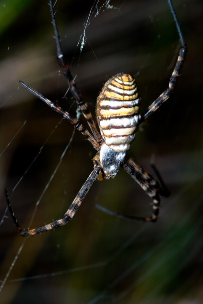 Araña, Argiope bruennichi
 - Foto, Imagen