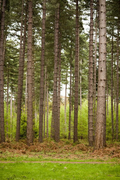 Procházka lesem - Fotografie, Obrázek