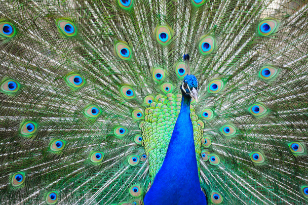 rueda del pavo real de cerca
 - Foto, Imagen