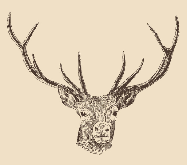 Testa di cervo disegnata a mano
 - Vettoriali, immagini