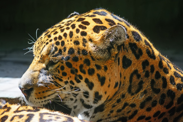 ジャガーの頭の側面図 - 写真・画像