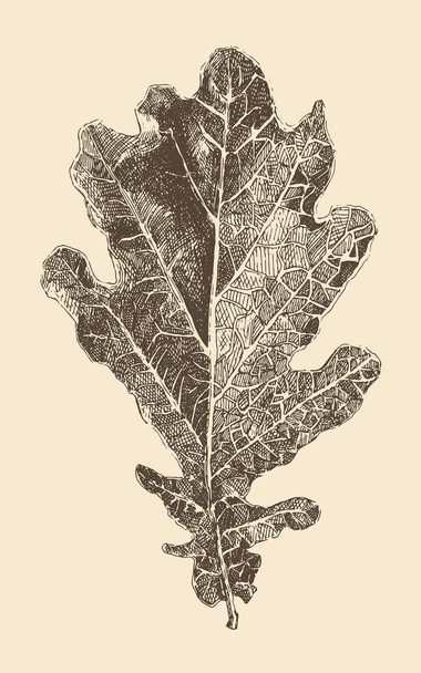 Foglia di quercia disegnata a mano
 - Vettoriali, immagini