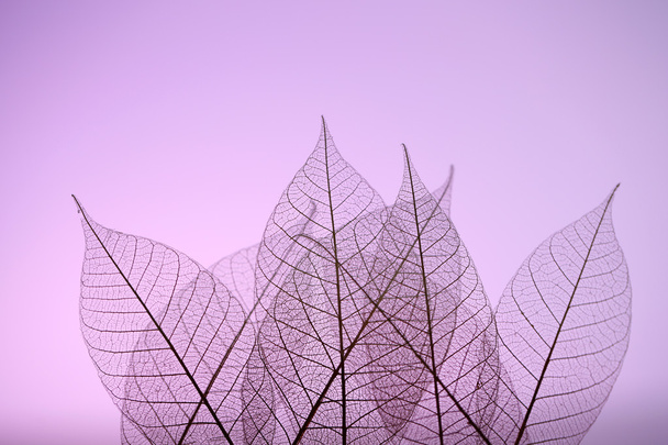 紫色の背景にスケルトンの葉クローズ アップ - 写真・画像