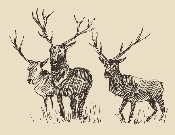 Hand drawn Deers sketch - Vector, Image