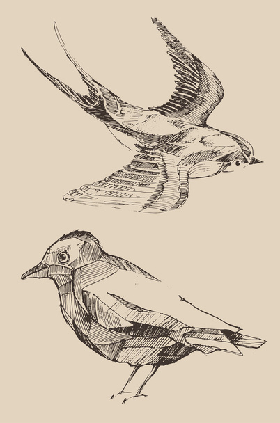 Ensemble d'oiseaux dessinés à la main
 - Vecteur, image
