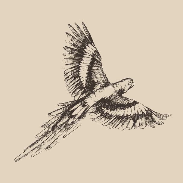 Esboço desenhado à mão de papagaio
 - Vetor, Imagem