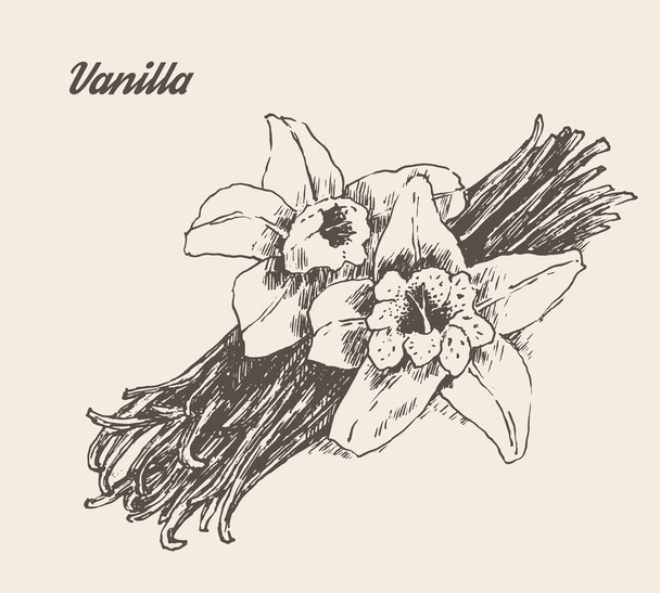 Vanilla pods and flower - Vector, Image