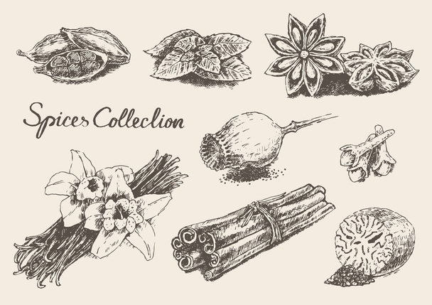 Hand drawn spices and herbs - Vector, Image