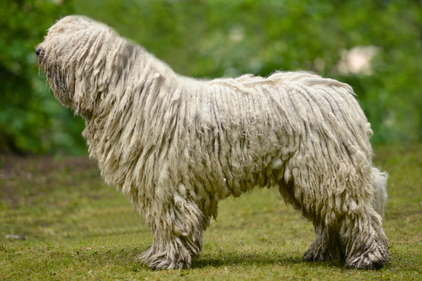Portrait of komondor dog - Фото, изображение
