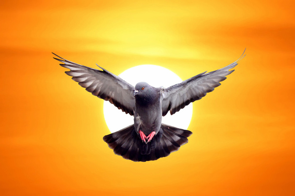 Pombo voador
 - Foto, Imagem