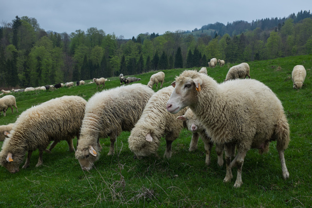 Tradycyjne owiec pasących się na wzgórzach w Polsce Tatry góry reg - Zdjęcie, obraz