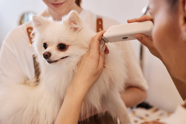 Portrait of cute white Spitz dog sitting in arms of young woman in grooming salon with care professional trimming fur on tiny paws copy space - Photo, Image