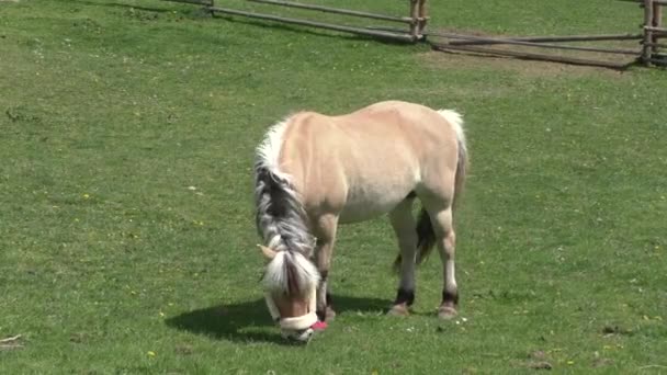 Paard grazen in een weiland in de warme middag zon - Video