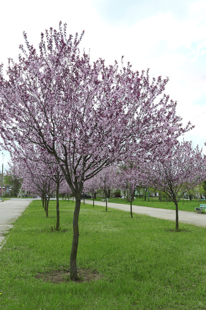 公園の美しい花の咲く木 - 写真・画像