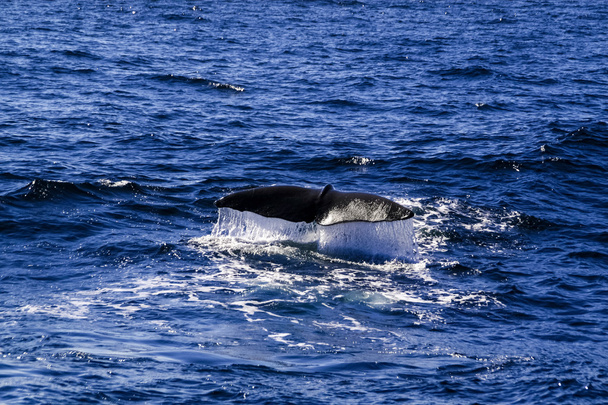 Cola de ballena espermática antes de bucear
 - Foto, Imagen