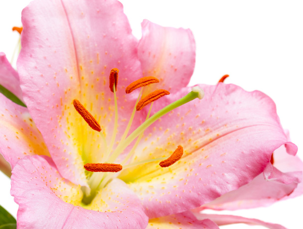 Pink lilies on a white background - Photo, Image