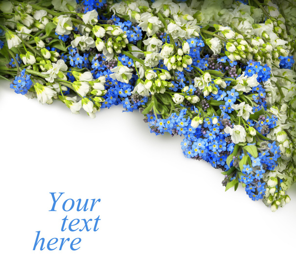 Garland of Forget-me and Baptisia on white background - Photo, Image