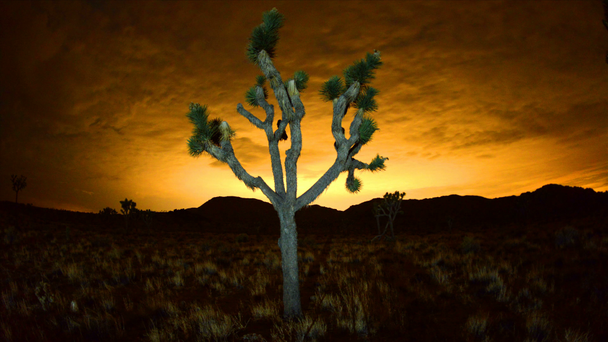 Joshua árboles por la noche
 - Imágenes, Vídeo