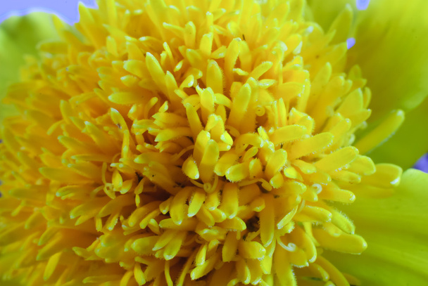 Flor de calêndula
 - Foto, Imagem