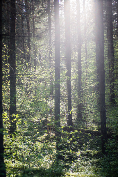 Walddetails im Frühjahr - Foto, Bild