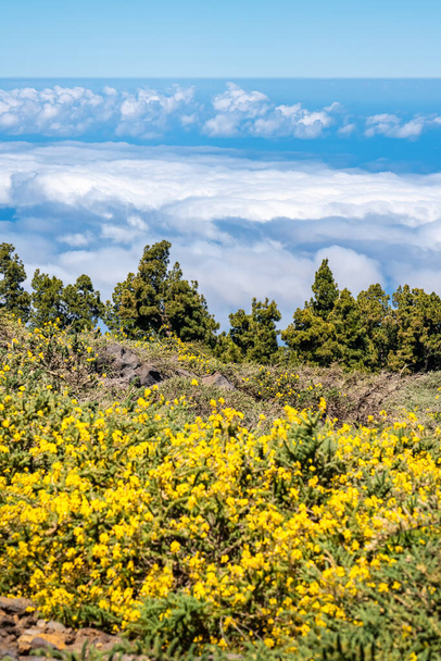 Sarı çiçekli ve dağ zirvesinin altında bulut denizi bulunan büyüleyici manzara, La Palma, İspanya - Fotoğraf, Görsel