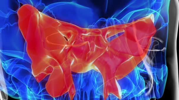 Ανθρώπινος σκελετός κρανίο σφηνοειδούς οστού ανατομία για ιατρική έννοια 3D animation - Πλάνα, βίντεο