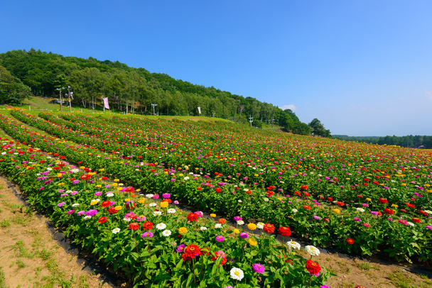 Kwiaty na Fujimi Highland - Zdjęcie, obraz