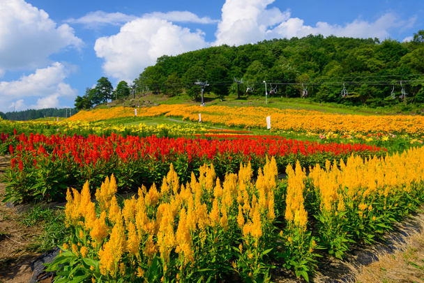 Bloemen op de Fujimi Highland - Foto, afbeelding