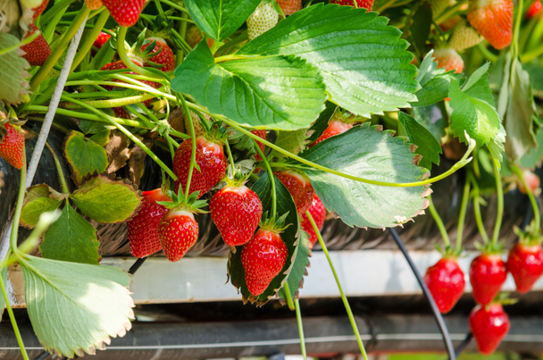 Frische Erdbeeren - Foto, Bild