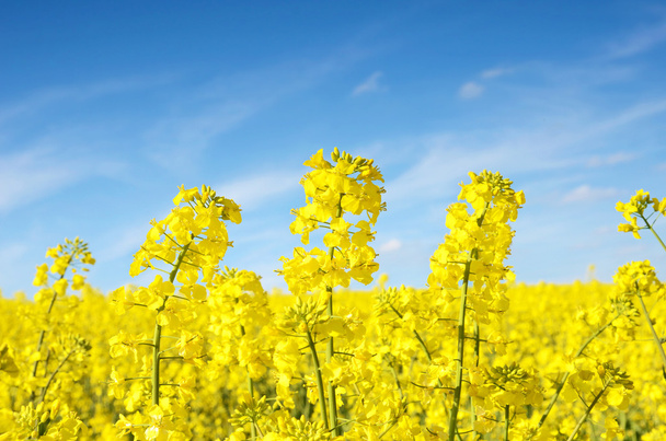Fabulous beautiful yellow rape flowers on a background of blue s - Photo, image