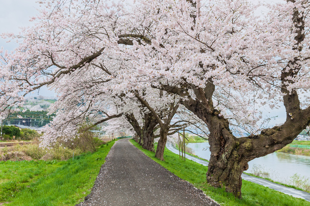 桜の咲く日本のパス - 写真・画像