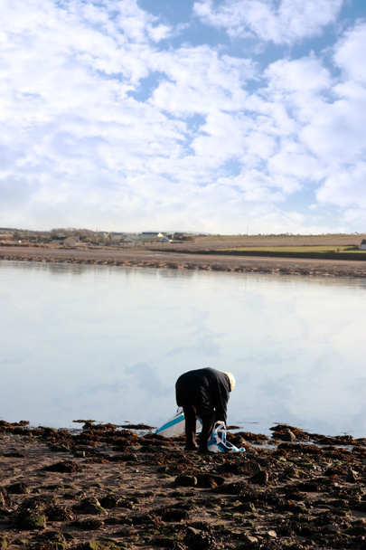 Man harvesting seaweed - Photo, Image