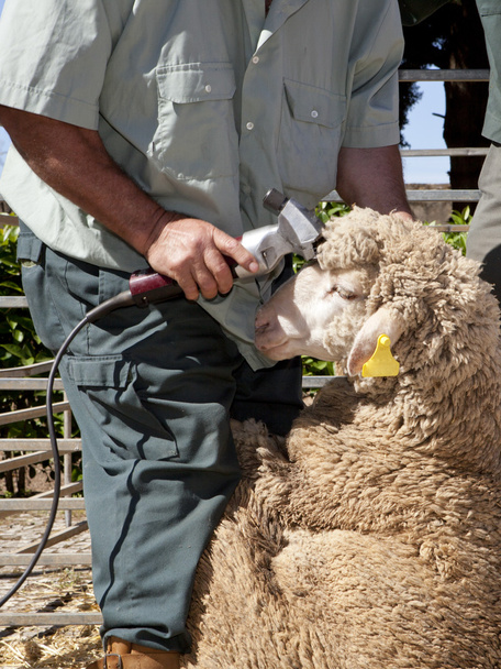 Mature agriculteur cisaillement moutons avec tondeuse
 - Photo, image