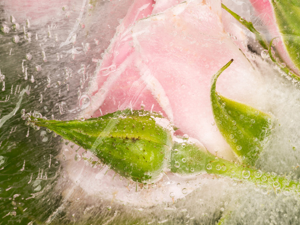 sweet iced bud and flower rose - Fotografie, Obrázek