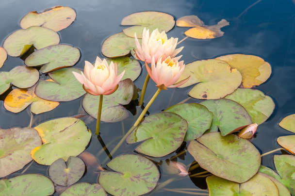 vijver met waterlelies - Foto, afbeelding