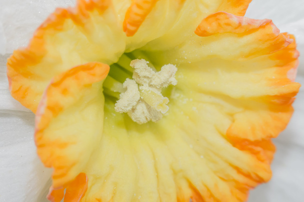 Biała żonkil żółty - Zdjęcie, obraz