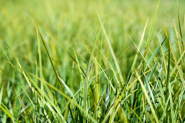Grass - Fotoğraf, Görsel