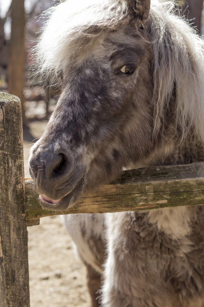 Grey Pony - Photo, Image