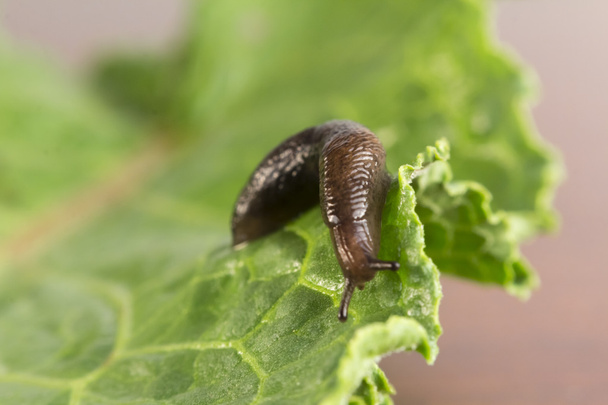 Common Garden Slug - Photo, Image