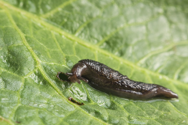 Slug de jardín común
 - Foto, Imagen