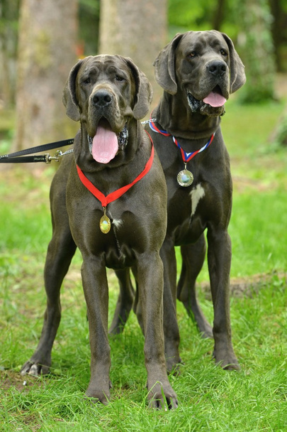 Grands chiens Danois
 - Photo, image